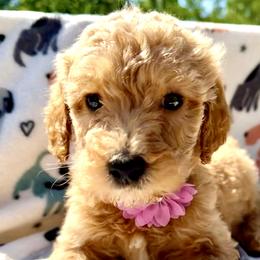 Light Purple Collar Girl - Cream female Double Doodle puppy in Clarks Hill, South Carolina from Rosie’s Double Doodles
