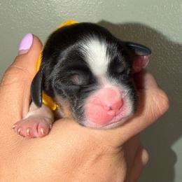 Sandy - Black white and tan female English Springer Spaniel puppy in Williston, Florida from Parks Paradise Springers