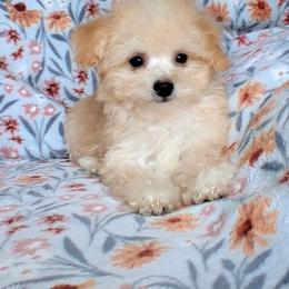 TEACUP GUS - Apricot male Maltipoo puppy in Crestview, Florida from Little Cupcakes and Little Pumpkins Maltipoos