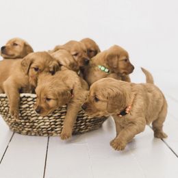 Golden Retriever Puppies from Bright Side Goldens
