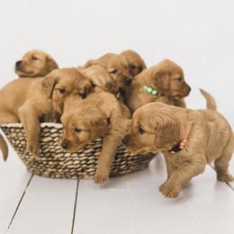 Golden Retriever Puppies from Bright Side Goldens