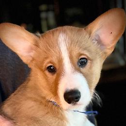 Prince Louis, AKC - Red male Pembroke Welsh Corgi puppy in Parsons, Tennessee from Classy Country Corgis
