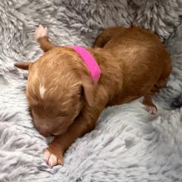 Miss Pink - Parti female Goldendoodle puppy in Valley Center, Kansas from The Goldendoodle Gal
