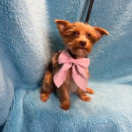 Nova - Chocolate and tan female Yorkshire Terrier puppy in Shelton, Washington from Cute Yorkies