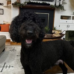Margo - Aussiedoodle
