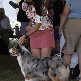 Australian Shepherd puppies from Open Ridge Farms