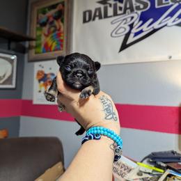 Girl 1 - Black and tan female French Bulldog puppy in Forney, Texas from Dallas Lonestar Bullies