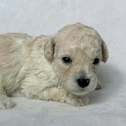 Nova - Cream female Poodle puppy in Cartersville, Georgia from Little Legacy Puppies