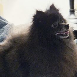 Blue - Pomeranian