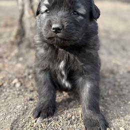 Aussiedoodle and Sarplaninac Puppies from Pesky Redneck Mini Ranch