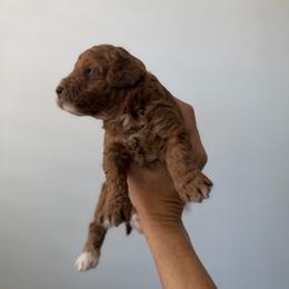 Girl 1 - Red female Labradoodle puppy in Shingle Springs, California from California Double Doodles