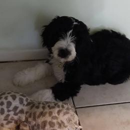Goldendoodle, Golden Retriever, and Sheepadoodle Puppies from Guppy Puppies