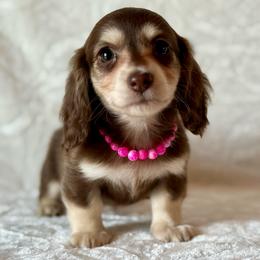 Rose - Chocolate and cream female Dachshund puppy in Lincoln, Arkansas from Red Dirt Dachshunds