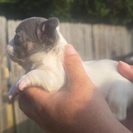 Lilac pied male - White and brindle male French Bulldog puppy in Tuscaloosa, Alabama from J & J classic frenchies