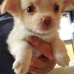 Andy - Cream male Chihuahua puppy in Nc, Florida from Brusseluv2