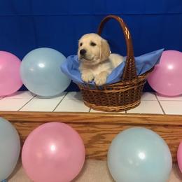 "Apollo" Golden Retriever Puppies from Whispering Pines Precious Puppies