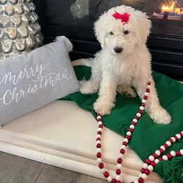 Goldendoodle Puppies from Pacific Goldendoodle, LLC
