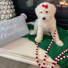Goldendoodle Puppies from Pacific Goldendoodle, LLC