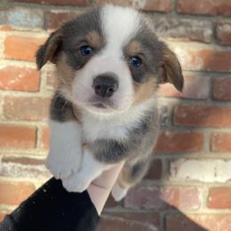 American Corgi and Pembroke Welsh Corgi Puppies from Flying K Corgis