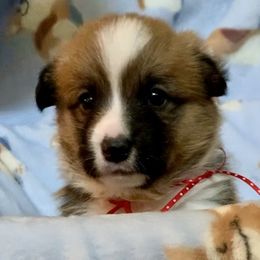 American Corgis and Pembroke Welsh Corgis from Classy Country Corgis