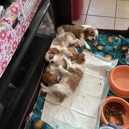 Cavalier King Charles Spaniel Puppies from Karen's Cavalier King Charles Spaniels