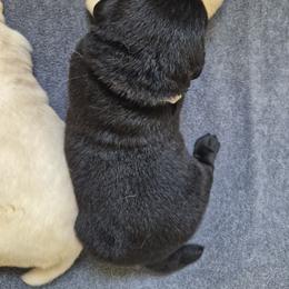 Acadia Gray collar - Black male Labrador Retriever puppy in Greenwich, Ohio from Pure Gem Kennel