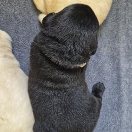 Acadia Gray collar - Black male Labrador Retriever puppy in Greenwich, Ohio from Pure Gem Kennel
