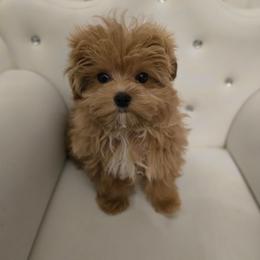 Bentley - Apricot male Maltipoo puppy in Washington from Mt.BakerPoodles&Doodles