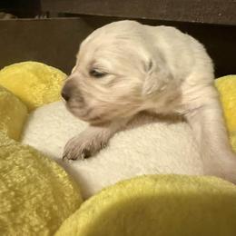 Boy 2 - Light golden male Golden Retriever puppy in Gate, Oklahoma from Golden Retriever Street