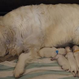 Golden Retriever puppies from Garden Creek Goldens