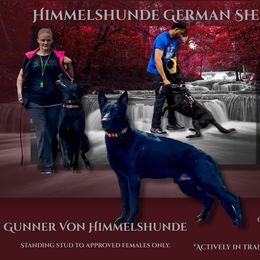 Gunner - German Shepherd