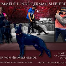 Gunner - German Shepherd