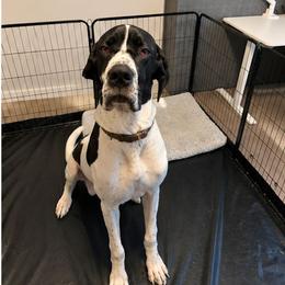 Willy - Mantle male Great Dane puppy in Alton, Illinois from Show Me Great Danes and Basset Hounds
