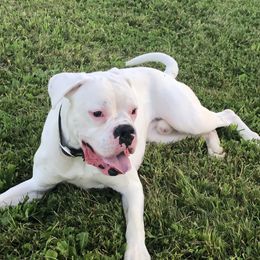 Crixus  - Boxer