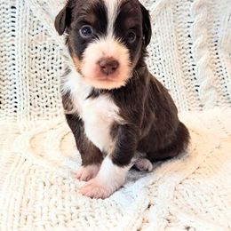 Boy 1 - male Miniature Australian Shepherd puppy in Moscow, Idaho from Panhandle Australian Shepherds