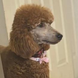 Miley - Poodle