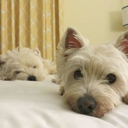 Border Collies and West Highland White Terriers from Lysiane Huber