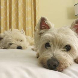 Border Collies and West Highland White Terriers from Lysiane Huber