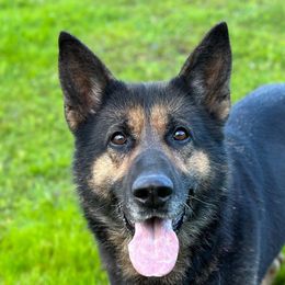 Aura - German Shepherd