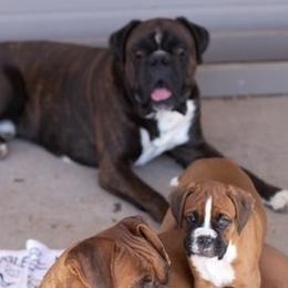 Boxers from Boxers 4 Us