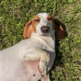 Bella - Dachshund