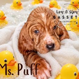 Ms. Puff - Mahogany and white female Basset Hound puppy in Tollesboro, Kentucky from Low and Slow Bassets