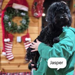 Havanese Puppies from Darrtfarms