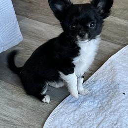 Harper Jo - Black and white female Chihuahua puppy in Palmyra, Indiana from Country Star Chihuahuas