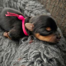 Holly - Black and tan female Yorkshire Terrier puppy in Grand Terrace, California from CLC SOUTHERN YORKIES