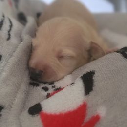 GIRL 1 - Cream female Dachshund puppy in Fort Worth, Texas from Chadwick Farms Mini Dachshunds