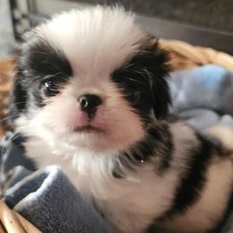 Japanese Chin puppies from Rochan’s Japanese Chins