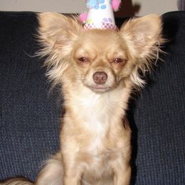 Chihuahuas from Dawn Reitzel's Chihuahuas