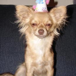 Chihuahuas from Dawn Reitzel's Chihuahuas