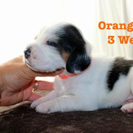 Orange Boy - Black white and tan male Beagle puppy in Grantsville, Maryland from Fable & Fern Beagles